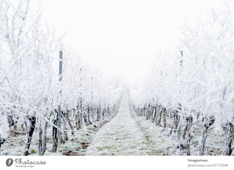 Winter Landscape Vineyard Nature Weather Bad weather Fog Ice Frost Hail Snow Snowfall Cold White Climate "Snow covered vineyards freezing rain Day icily