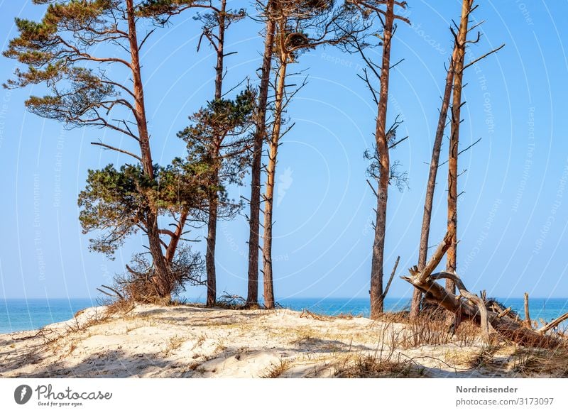 western beach Vacation & Travel Summer Summer vacation Beach Ocean Nature Landscape Sand Water Cloudless sky Sun Sunlight Beautiful weather Tree Baltic Sea