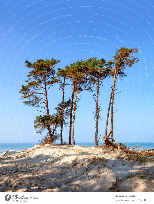 western beach Vacation & Travel Tourism Summer Summer vacation Sun Beach Ocean Nature Landscape Sand Water Cloudless sky Beautiful weather Tree Baltic Sea