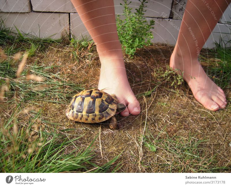 turtle Human being Feminine Young woman Youth (Young adults) Feet 1 18 - 30 years Adults Summer Beautiful weather Grass Garden Animal Pet Turtle Tortoise-shell