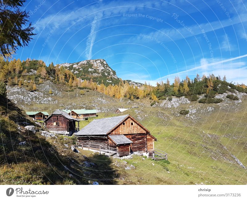 on the mountain pasture Environment Nature Landscape Sky Autumn Beautiful weather Tree Larch Alps Mountain kufstein Peak Friendliness Warmth Emotions Moody