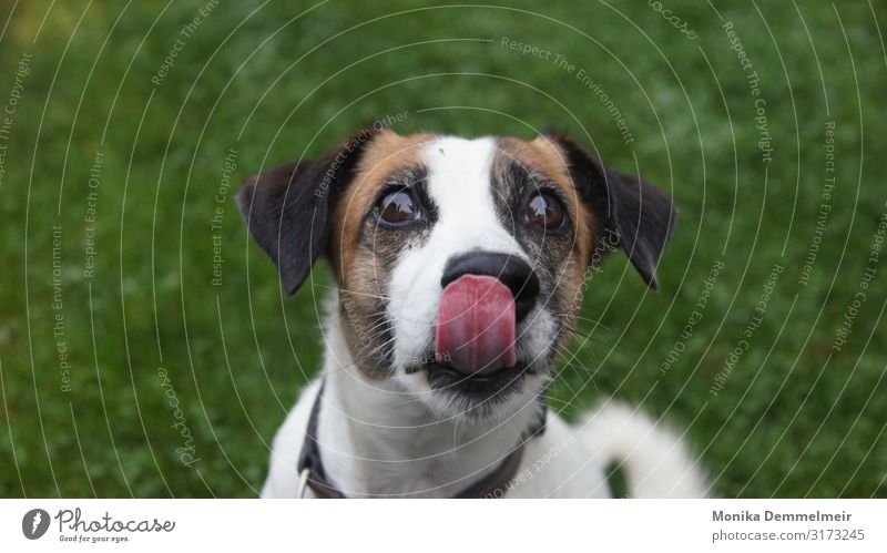 hmmm delicious Animal Dog Paw 1 Brash Sympathy Jack Russell terrier Hound Hunting Hunter Delicious treats Obedient Loyalty Friends family member Command Terrier