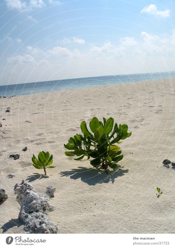The lonely plant Beach Maldives Calm Plant Evolution Island