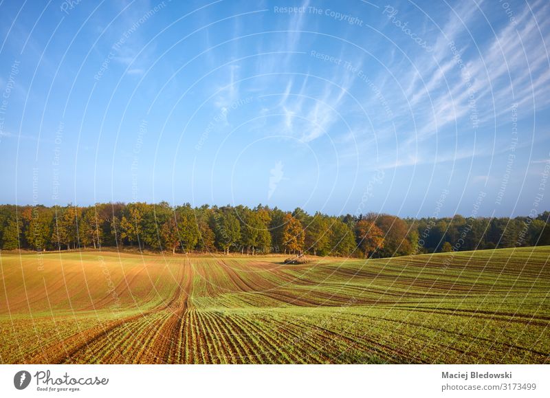 Autumn landscape with field and forest Agriculture Forestry Nature Landscape Sky Horizon Grass Meadow Field Freedom Serene Crops scenery fall country Rural