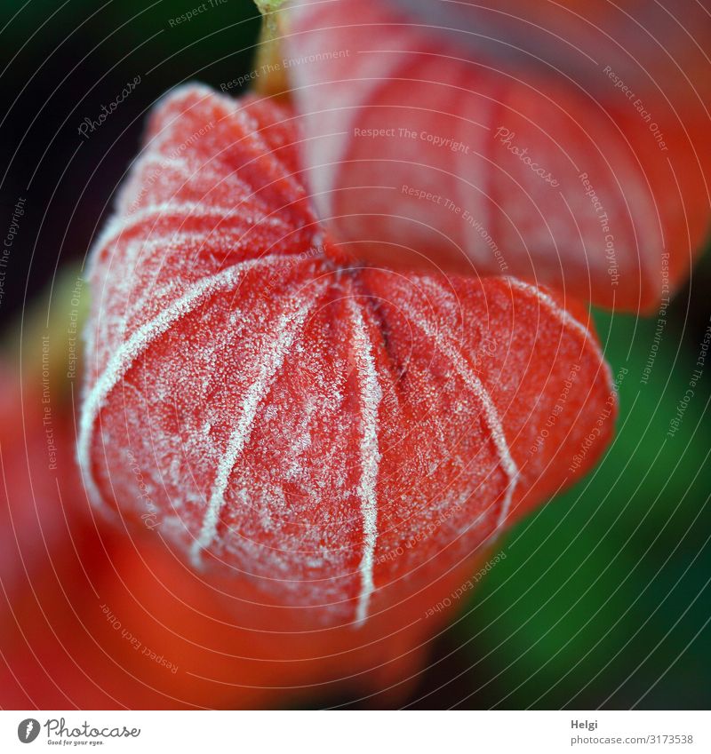 Fruit stand of a lampion flower as close-up with hoarfrost Environment Nature Plant Autumn Ice Frost Flower Chinese lantern flower Garden Freeze Hang