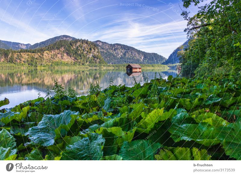 Small mountain lake in the Salzkammergut Harmonious Relaxation Vacation & Travel Tourism Summer Mountain Hiking Nature Landscape Plant Forest Alps Lakeside