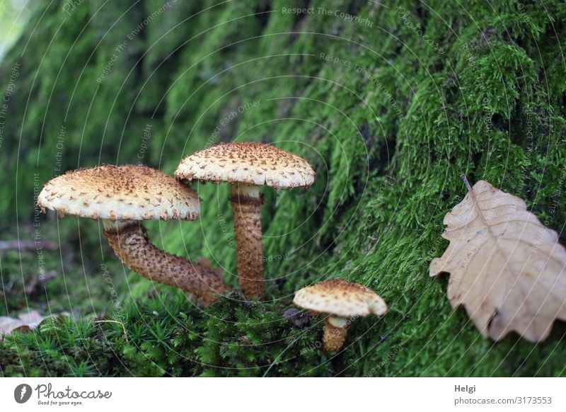 three mushrooms grow on a moss-covered tree trunk in the forest Environment Nature Plant Autumn Tree Moss Leaf Tree trunk Oak leaf Park Stand Growth Esthetic