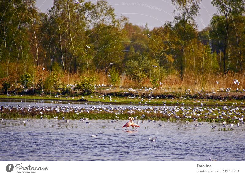 Twinbrocker Venn II Environment Nature Landscape Plant Animal Elements Water Sky Cloudless sky Spring Tree Coast Lakeside Bog Marsh Wild animal Bird Flock