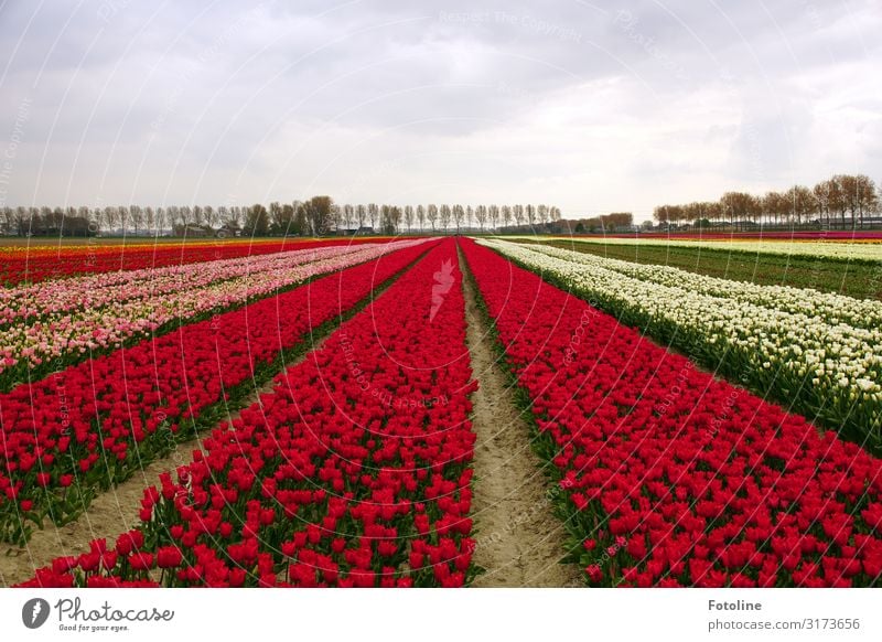 sea of blossoms Environment Nature Landscape Plant Elements Earth Sand Sky Clouds Spring Tree Flower Tulip Blossom Agricultural crop Park Bright Multicoloured