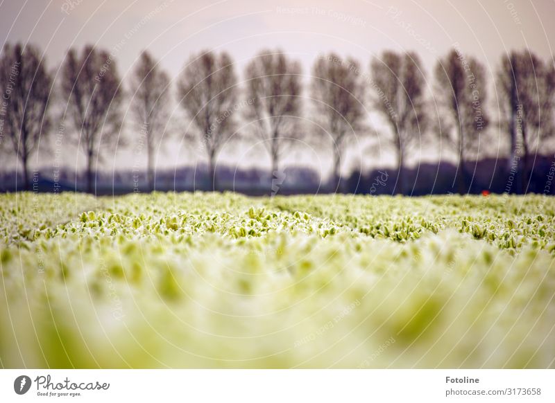 White Tulips Environment Nature Landscape Plant Sky Clouds Spring Tree Flower Blossom Agricultural crop Park Field Fragrance Near Natural Gray Black