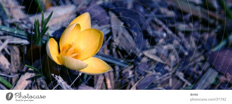 crocus Crocus Yellow Flower Spring Sprout Wake up Triangle Fresh Flashy Characteristic Loneliness Light Jump Blossom Spring flower Winter February March Hope