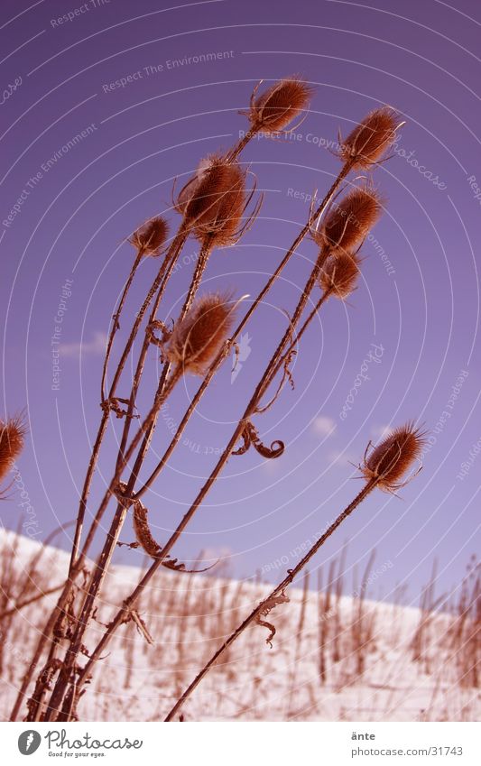 Stalks in winter Blade of grass Winter Grass Easy Brown Sky Nature Large Aspire Single-minded Orientation Thin Fragile Narrow Leaf Together Growth Motionless