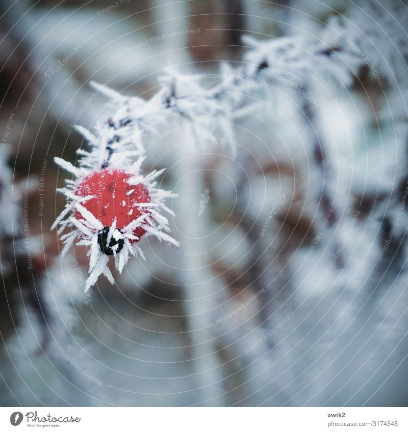Undercooled Environment Plant Winter Ice Frost Wild plant Rose hip Twig Cold Near Point Thorny Red Ice crystal Frozen Colour photo Exterior shot Close-up Detail