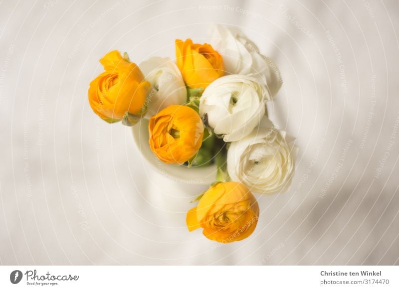 Yellow and white ranunculus in a white vase on a light background Plant Flower Blossom Buttercup Bouquet Vase Esthetic Exceptional Fragrance Elegant