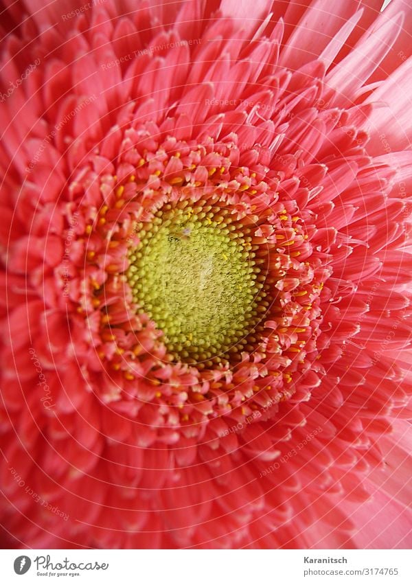 Gerbera Macro Nature Plant Summer Flower Blossom Pot plant Esthetic Fresh Round Beautiful Yellow Pink Red Spring fever Sympathy Romance Grateful Elegant Colour