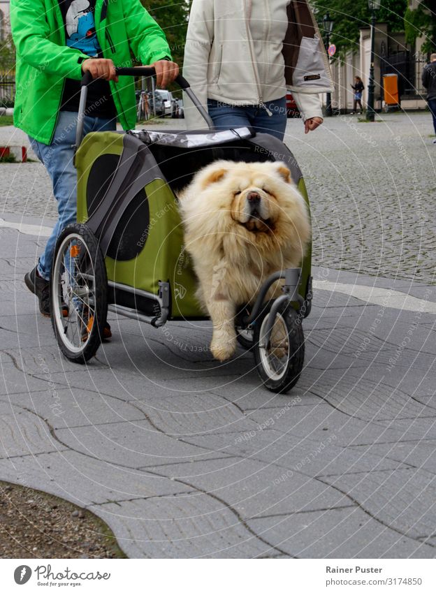 Dog in buggy Duesseldorf Downtown Street Baby carriage 1 Animal Gold Gray Green Contentment Love of animals Indifferent Comfortable Joy Colour photo