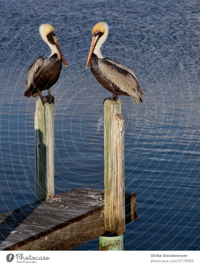 Two pelicans sitting on wooden dolphins Pelican Couple two Bird pier Wood pier wooden walkway Pelecanus Water waterfowls Ocean Coast Observe observantly