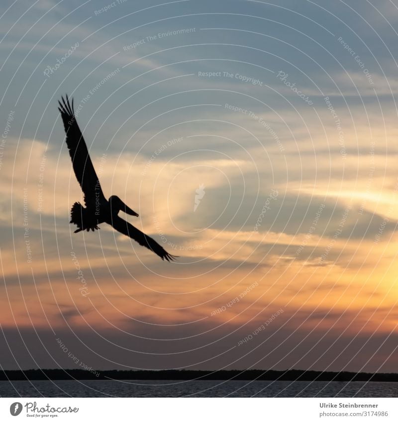 Pelican flies as a silhouette before the evening sky Bird Grand piano Wild animal Colour photo Key West USA Florida Keys Ocean Coast waterfowls Water Sunset