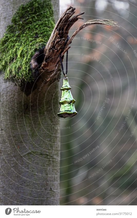 green christmas decoration hangs on a tree in the forest Pendant Christmas & Advent Forest Environment Nature Autumn Winter Tree Moss Christmas tree Park