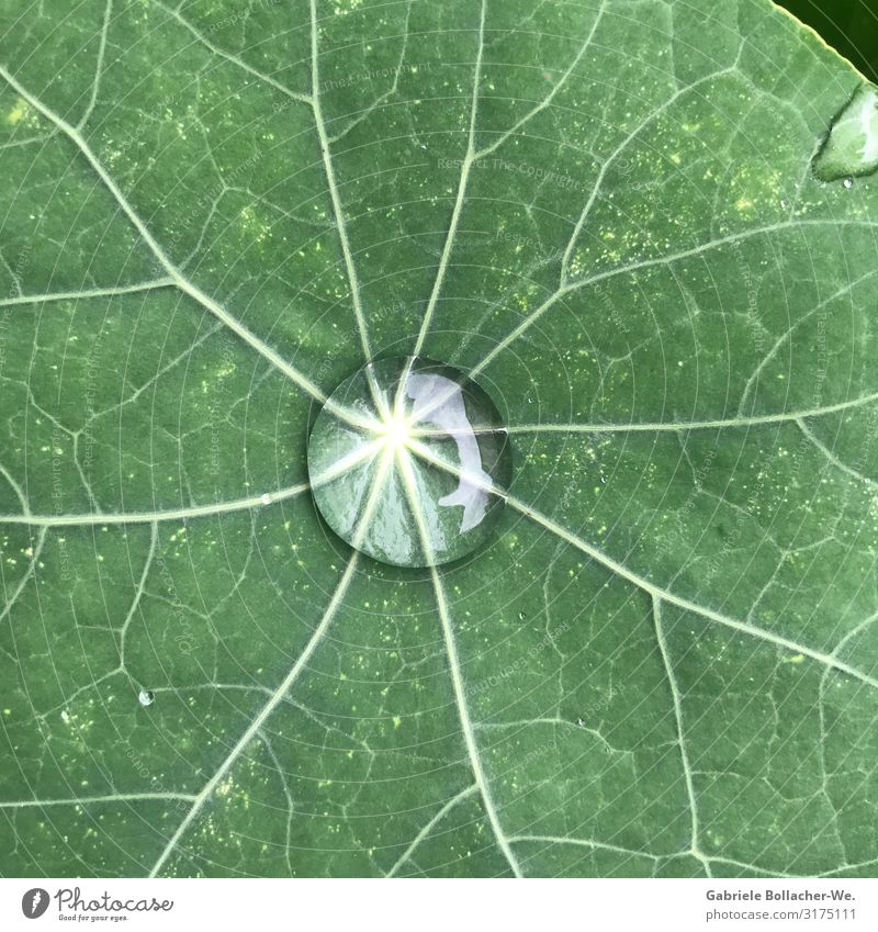 dew drops Plant Air Leaf Simple Natural Beautiful Nasturtium Exterior shot Detail Day