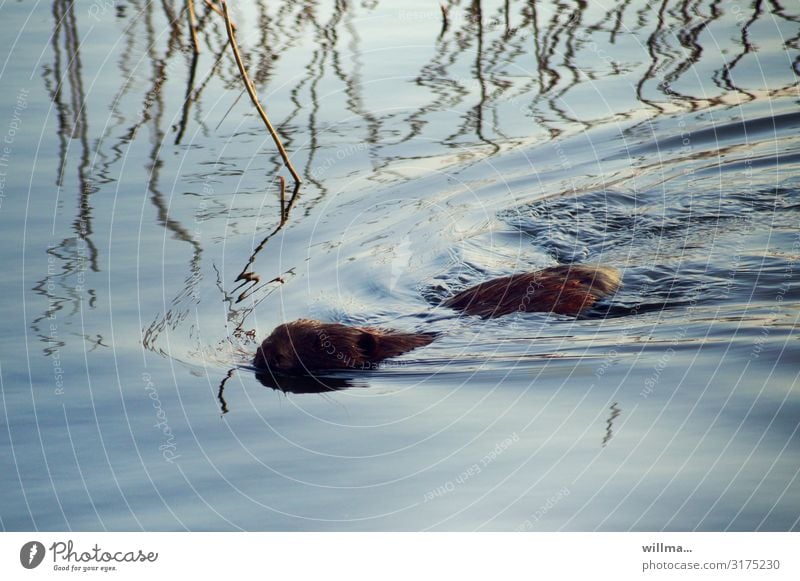 Fleet Otter Beaver Rodent Animal Wild animal Eurasian otter be afloat Dive Water Baltic Sea Boddenlandscape NP Usedom Reflection