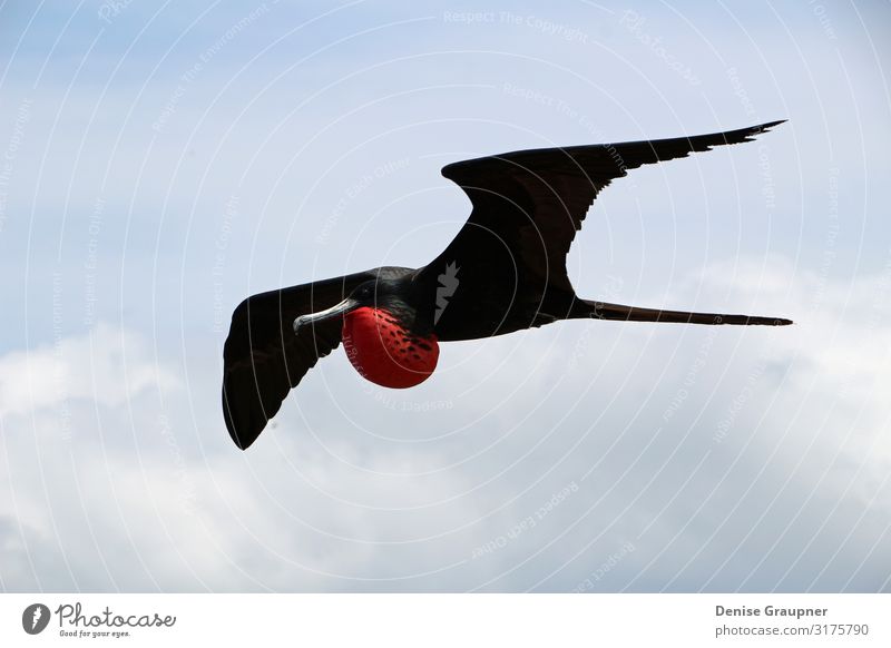 Flying male frigate bird in the Galapagos Islands Environment Nature Landscape Climate Beautiful weather Park Animal Bird 1 Vacation & Travel Galapagos islands