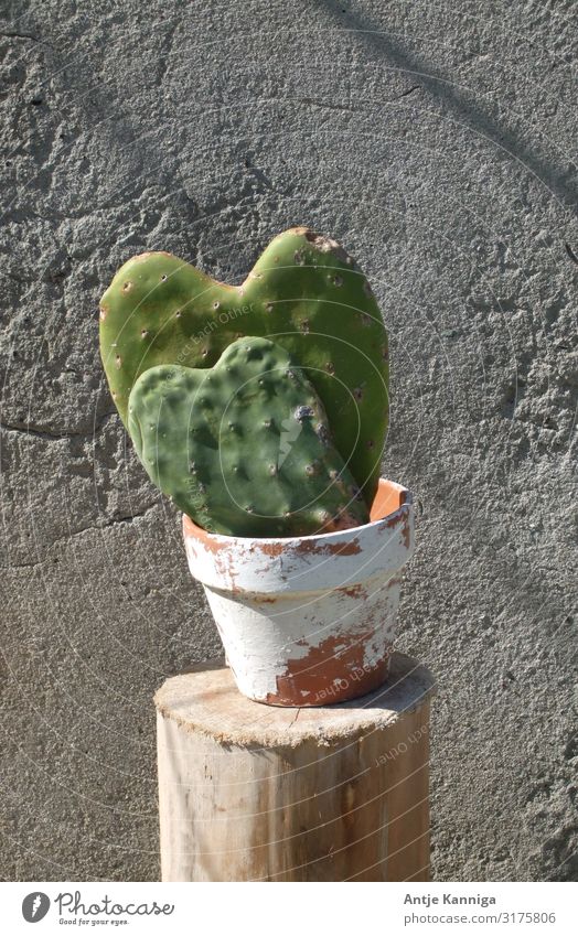 Cactus Heart Happy Decoration Valentine's Day Mother's Day Wedding Birthday Sculpture Pot plant Communicate Love Exotic Happiness Together Cuddly Positive
