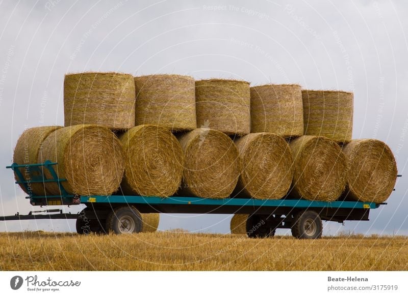 Harvest time 8 harvest season harvested wagonload Grain bales Agriculture Nutrition Agricultural crop Food Exterior shot