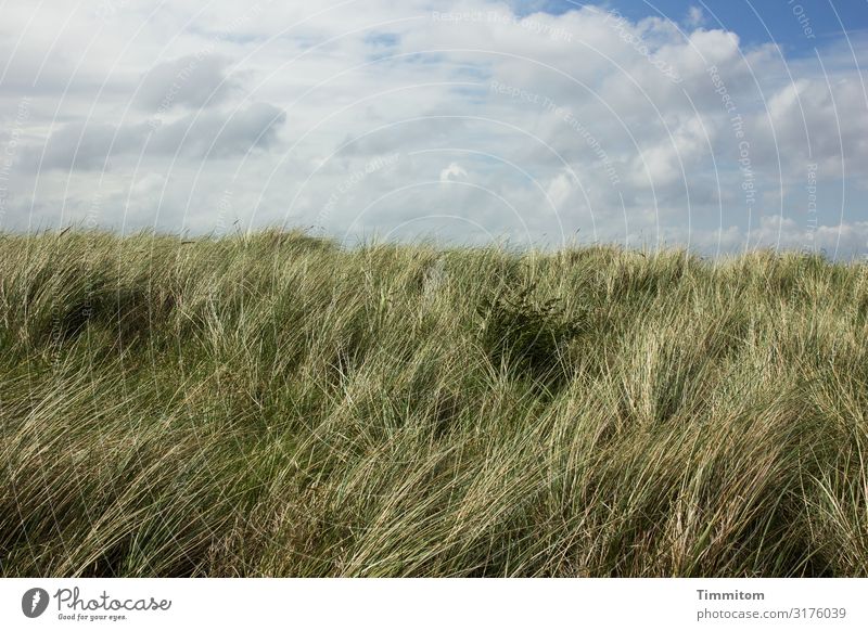 Dune grass, wind and clouds Marram grass Green Wind duene Clouds White Sky Blue Beautiful weather Denmark Nature Landscape North Sea Vacation & Travel Deserted