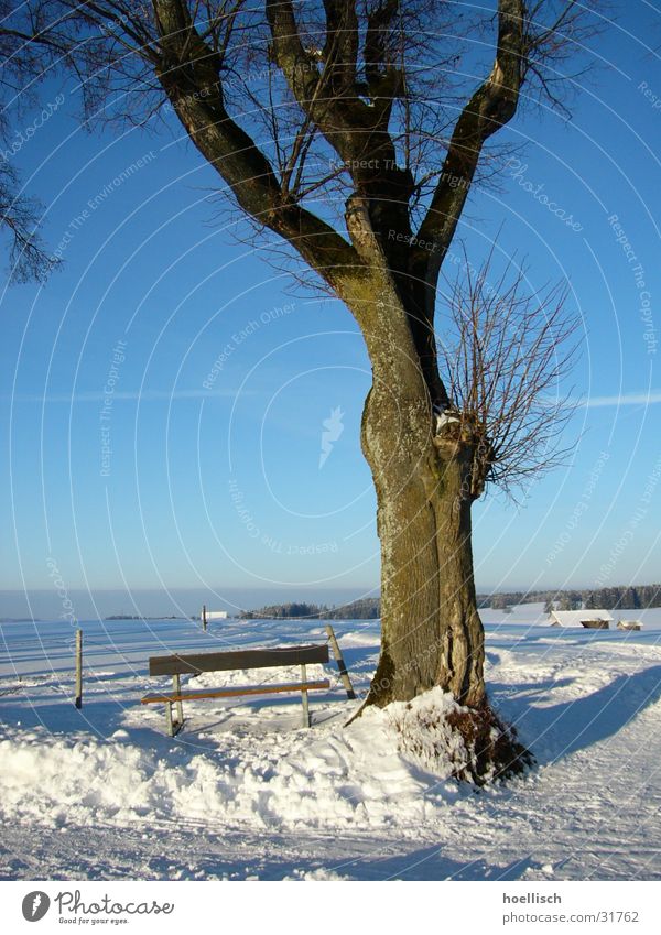 winter impression Tree Winter Headstrong Birch tree Fence House (Residential Structure) Allgäu Mountain Bench Snow Knot Old Hut Sun Sky