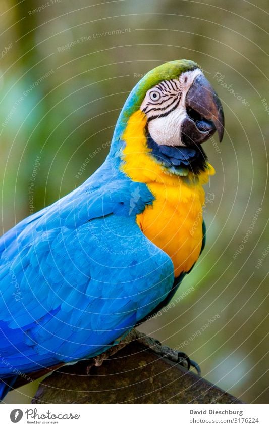 macaw Vacation & Travel Expedition Nature Beautiful weather Forest Virgin forest Wild animal Bird 1 Animal Exotic Adventure Environmental protection Macaw