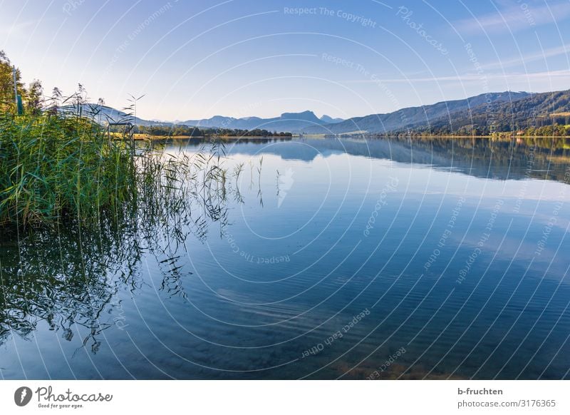 Idyllic lake in the Salzkammergut region Contentment Relaxation Calm Vacation & Travel Tourism Nature Landscape Sky Summer Autumn Beautiful weather Plant Alps
