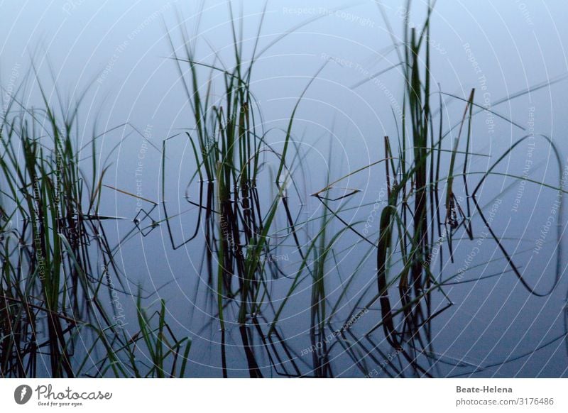 Close to the water 5 Water Aquatic plant reed grass Nature Lakeside Deserted Reflection