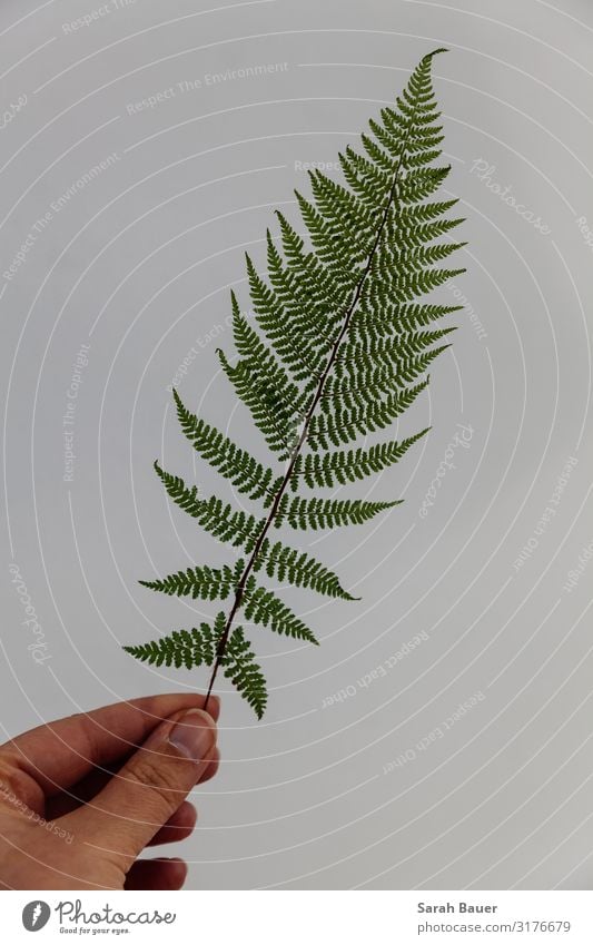 Green Perfection Decoration Hand Art Environment Nature Plant Fern Leaf Foliage plant Wild plant Forest Wall (barrier) Wall (building) Touch Carrying Esthetic