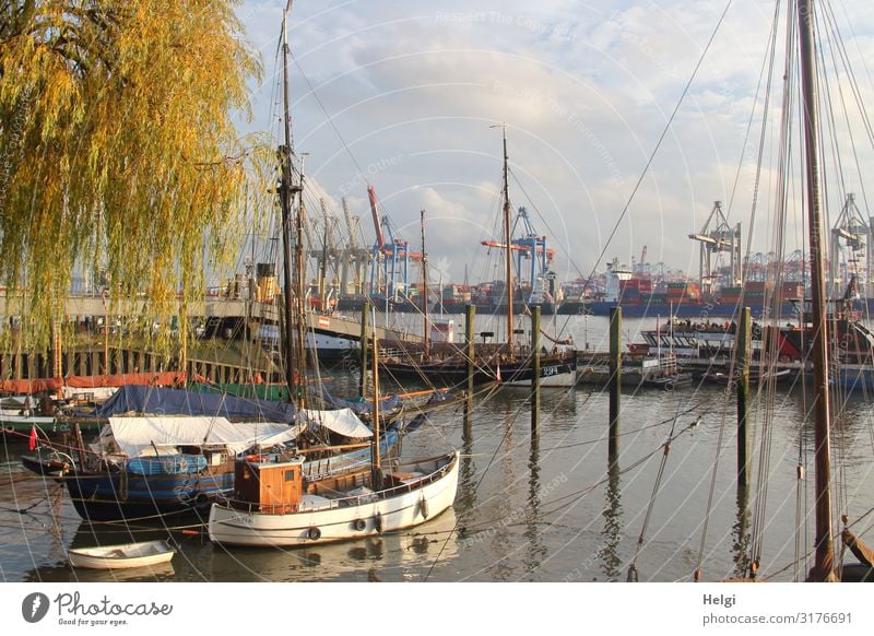 old ships in the museum harbour Övelgönne in Hamburg, in the background cranes of the container terminal in sunshine Environment Autumn Beautiful weather Tree