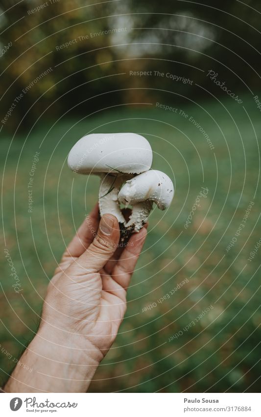 Close up of hand holding mushroom Agaricus arvensis Mushroom Mushroom picker Asian Food Lifestyle Hand Environment Nature Forest Observe Eating Hang Discover