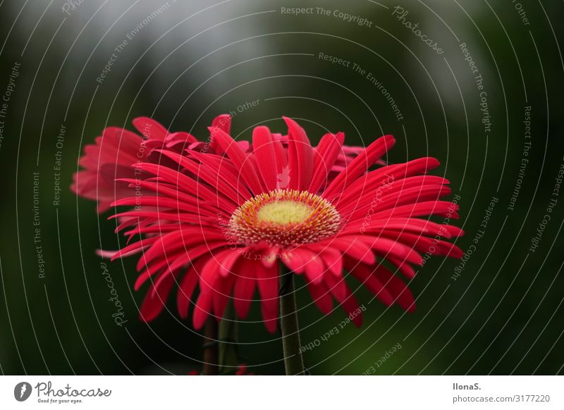 Download The Beautiful Gerbera A Royalty Free Stock Photo From Photocase