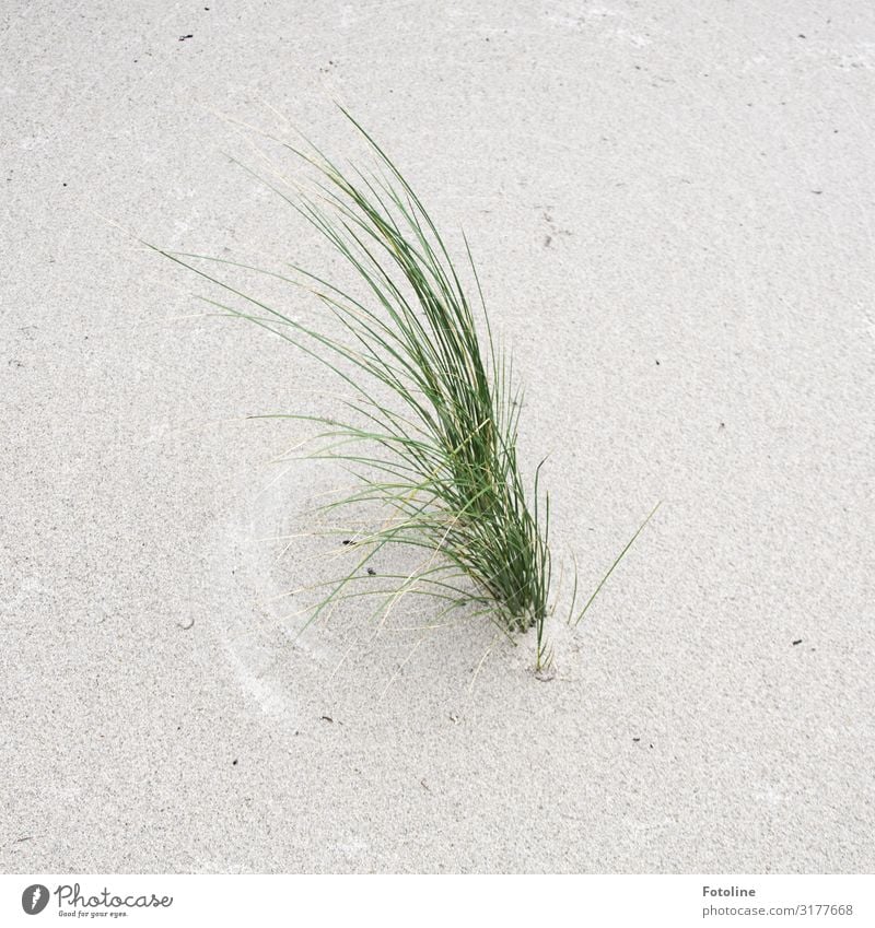 long eyelashes Environment Nature Plant Elements Earth Sand Beautiful weather Grass Coast Beach North Sea Island Bright Near Maritime Natural Green White