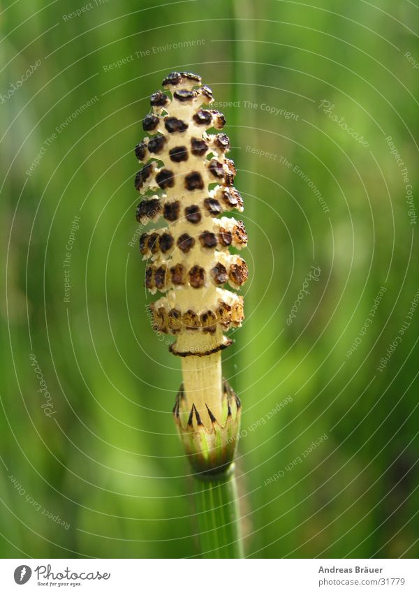 the stalk Blade of grass Green Brown Beige Aquatic plant Pond Piston Garden Macro (Extreme close-up) Close-up