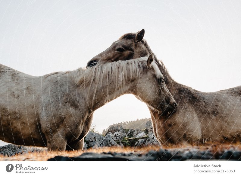 Funny horses on meadow Horse Meadow pasturing Field Tree Hill Clouds Sky Mountain Beautiful Mammal Animal equine Mane mare Breed Pony Domestic Head Heaven