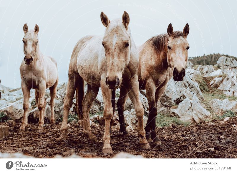 Horses pasturing on meadow Meadow Winter Field Herd Grass Mountain Beautiful Animal Nature Dry Farm Mammal equine equestrian stallion Seasons mare Freedom Hill