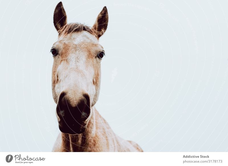 beautiful horse in a white cloudy background looking at camera Horse pasturing Field Herd Beautiful Animal Nature Farm Mammal equine equestrian stallion Seasons