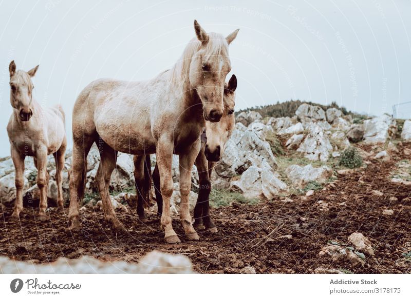 Horses pasturing on meadow Meadow Winter Field Herd Grass Mountain Beautiful Animal Nature Dry Farm Mammal equine equestrian stallion Seasons mare Freedom Hill