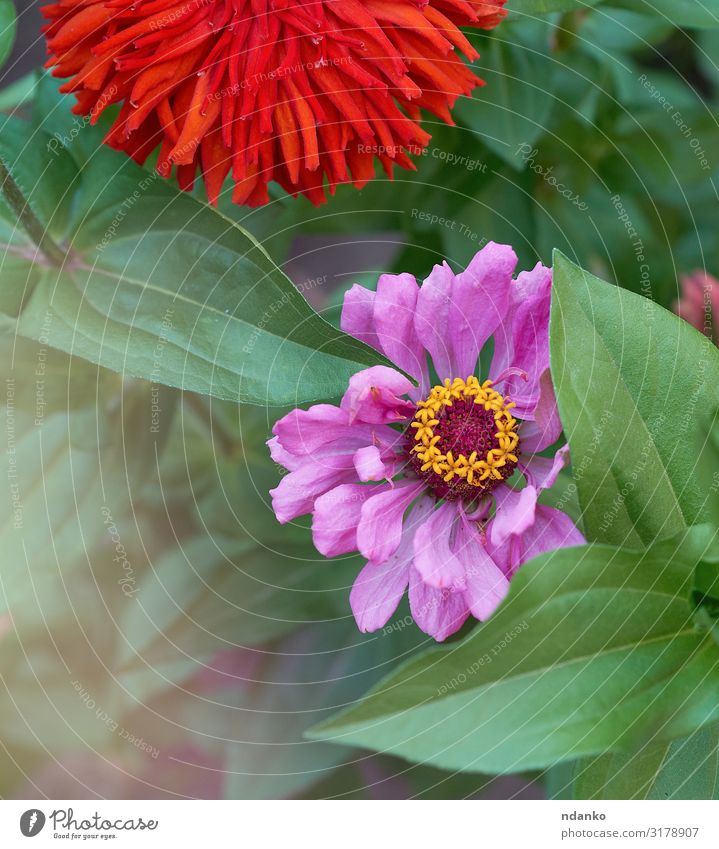 blooming multicolored flowers zinnia Summer Garden Nature Plant Flower Leaf Blossom Park Meadow Fresh Bright Natural Yellow Green Pink Red Colour botanical