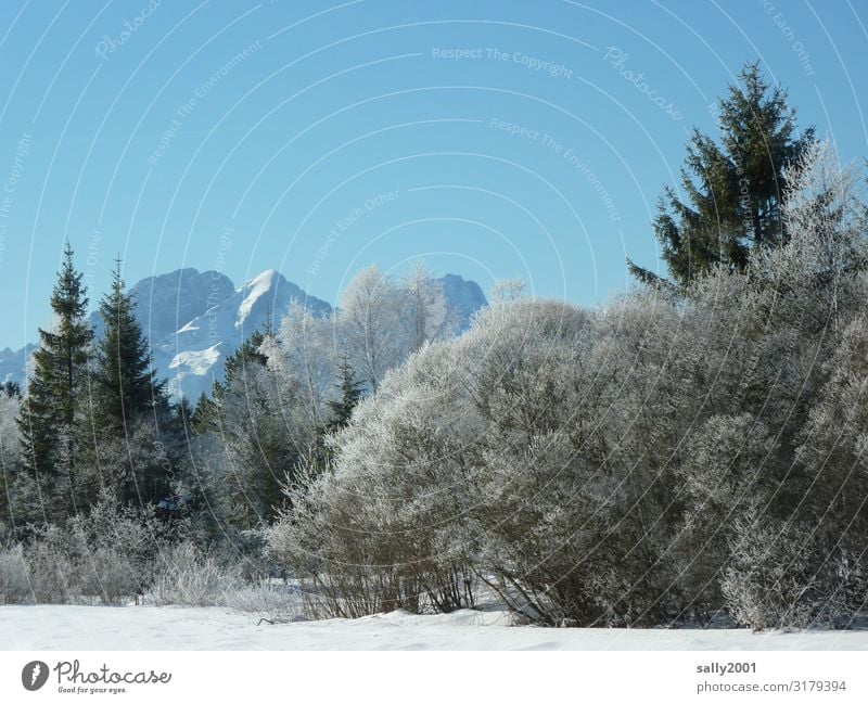 winter forest... Cloudless sky Winter Ice Frost Tree Forest Alps Mountain Esthetic Cold Loneliness Serene Nature Snow Hoar frost White Winter forest