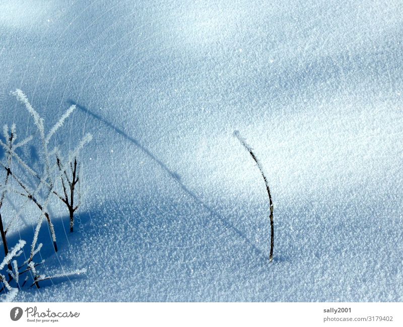 lone wolf Nature Plant Winter Ice Frost Snow Freeze Fight Stand To dry up Wait Cold Loneliness Pure Calm Stagnating Survive Individual Shadow Hoar frost