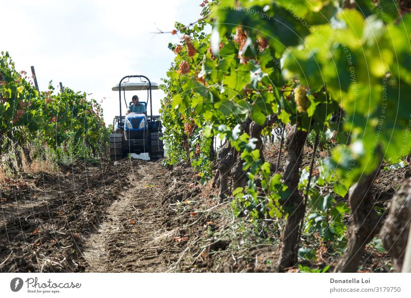 Tractor in the vineyard Food Fruit Italian Food Wine Lifestyle Summer Work and employment Human being 1 Nature Plant Sunlight Autumn Leaf Agricultural crop