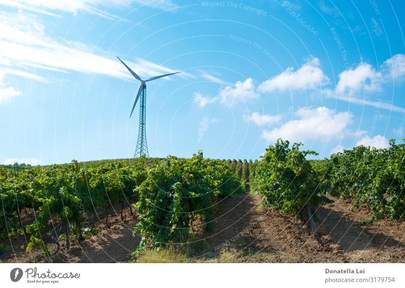 Wind turbine in the vineyards Summer Sun Agriculture Forestry Industry Energy industry Technology Advancement Future Renewable energy Wind energy plant