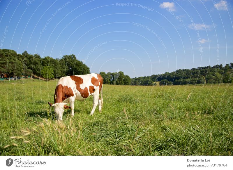 One cow grazing Eating Milk Summer Nature Animal Sky Grass Field Pet Farm animal Cow 1 To feed Stand Blue Brown Green Loneliness Domestic fields solitary