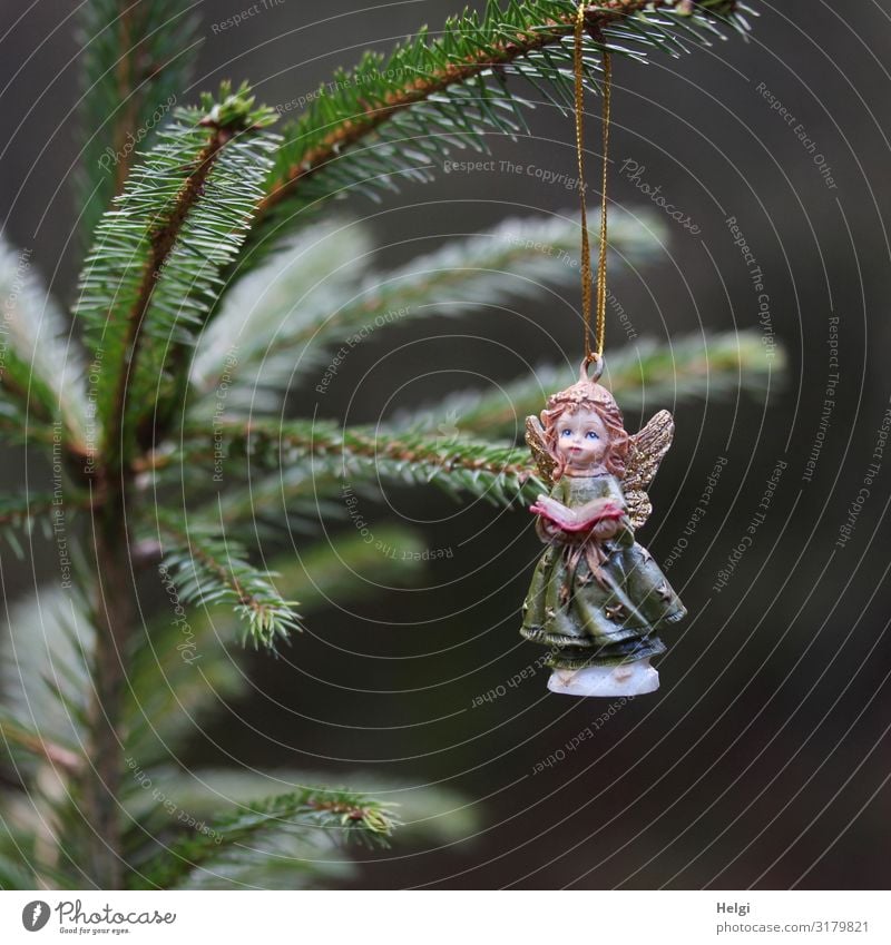 Porcelain angel hanging from a fir branch Feasts & Celebrations Christmas & Advent Tree Fir tree Fir branch Decoration Sign Angel Hang Esthetic Beautiful